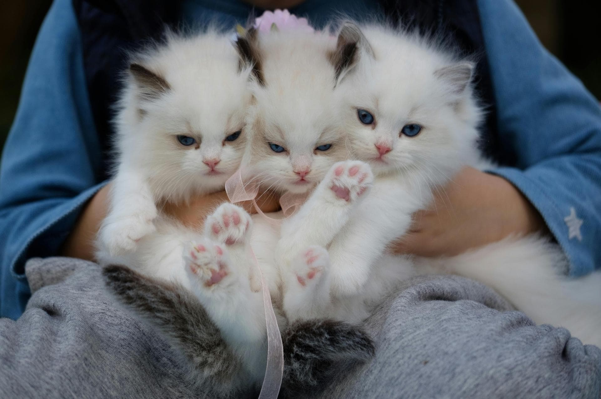 Keyhole Spay Prices in Huddersfield
