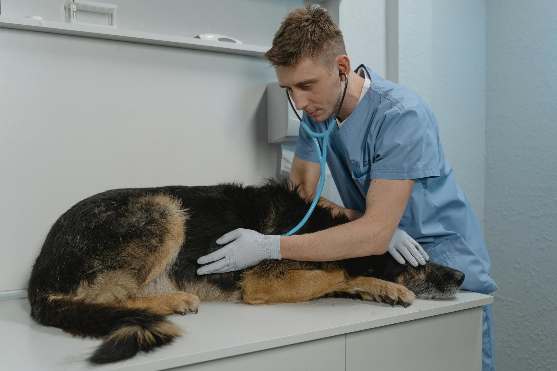 Cat Spay Castrate Neutering Prices in Huddersfield
